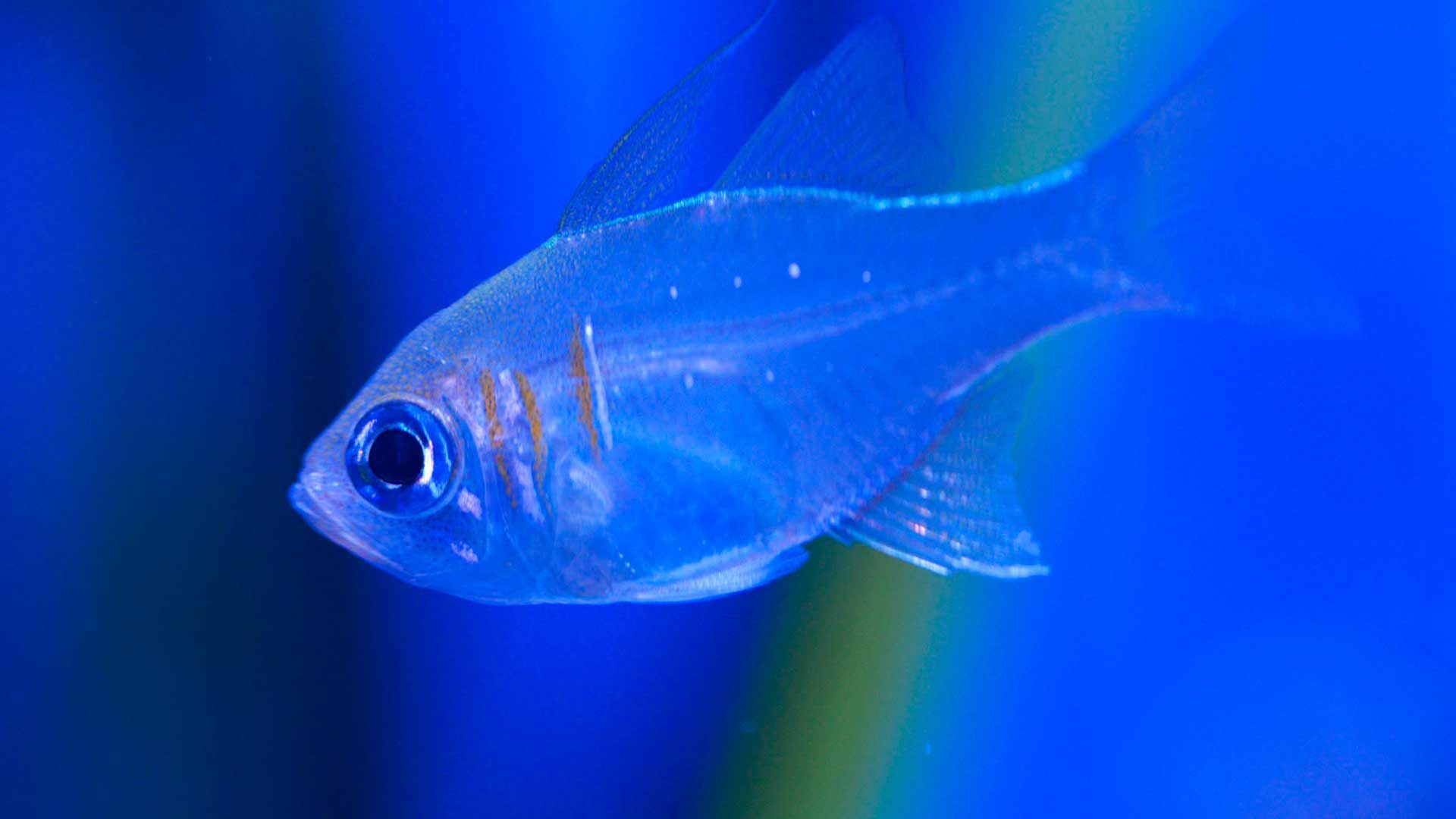 Blue Striped Cardinal Fish