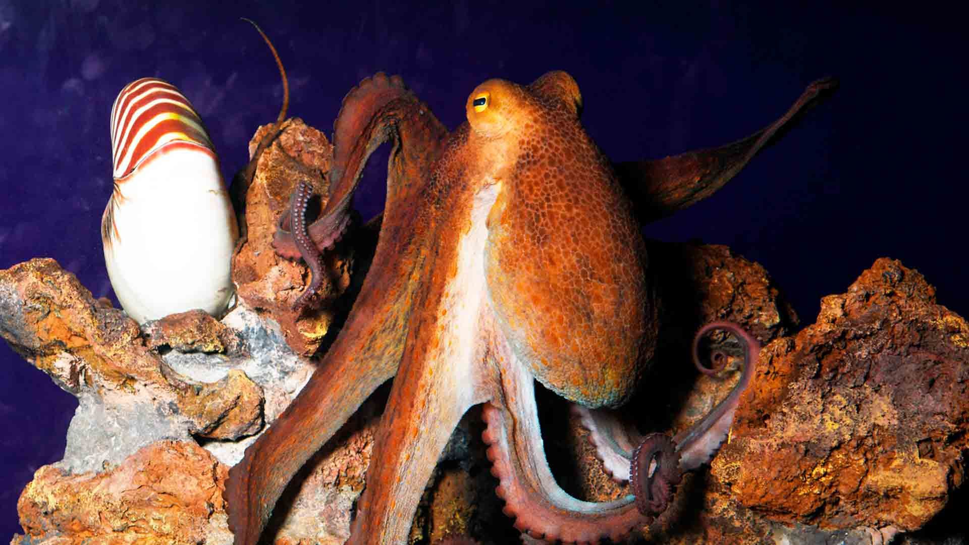 Comun Octopus