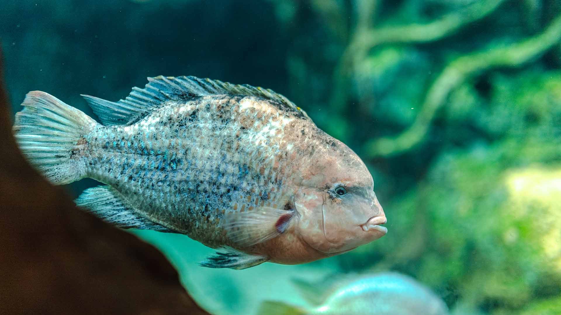 American Cichlid Poema Del Mar Aquarium Gran Canaria