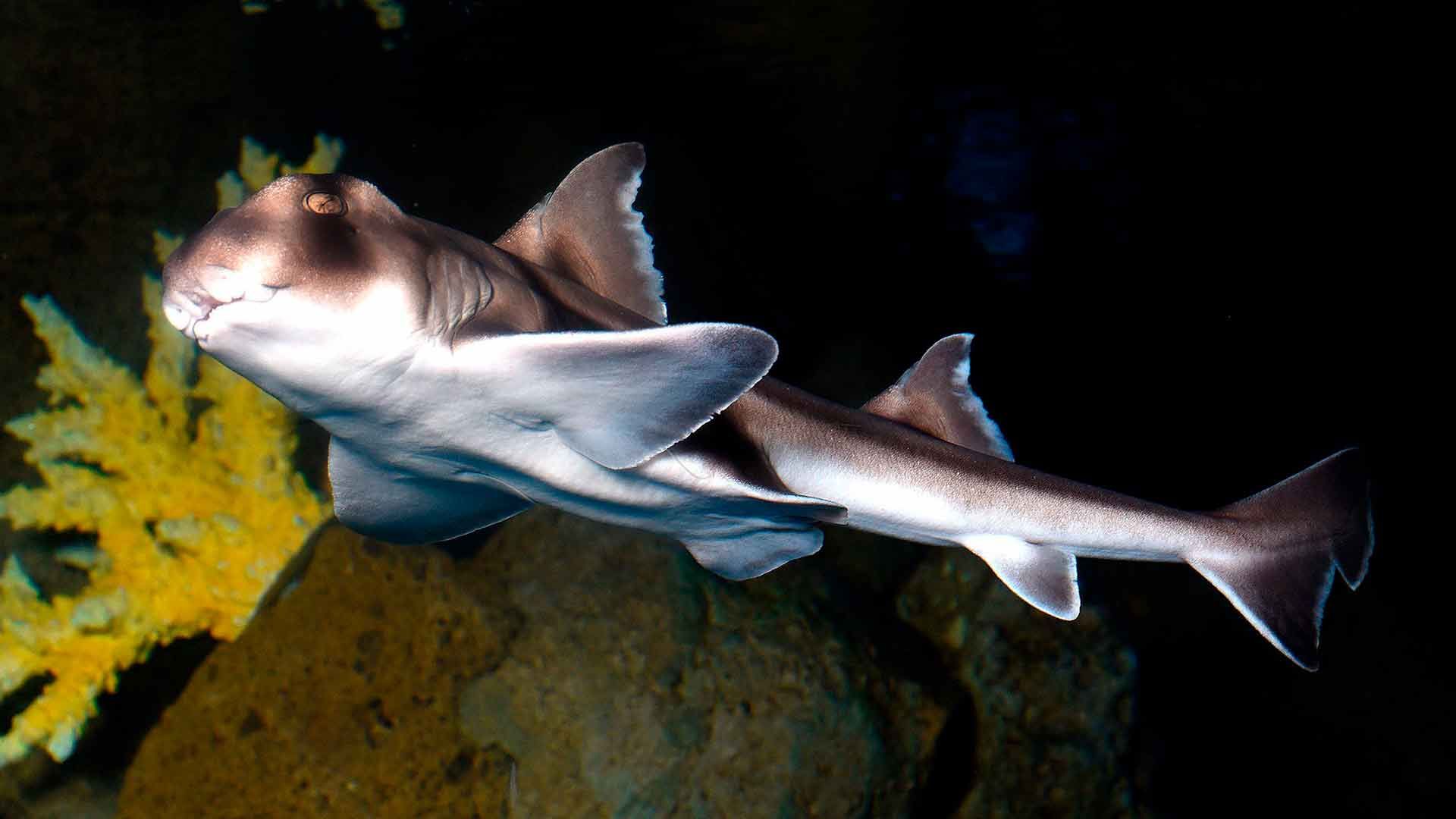 Port Jackson Shark