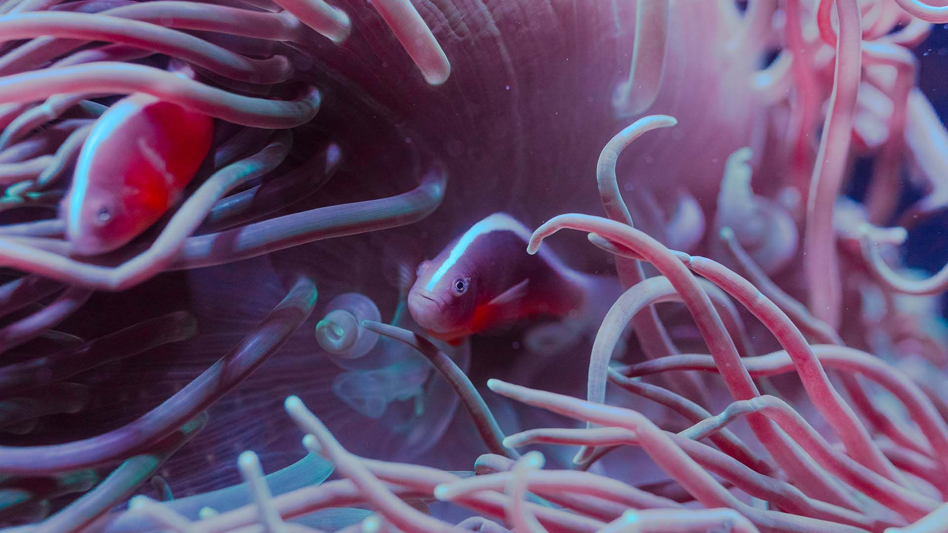 Spine-cheeked anemonefish Poema Del Mar Aquarium Gran Canaria