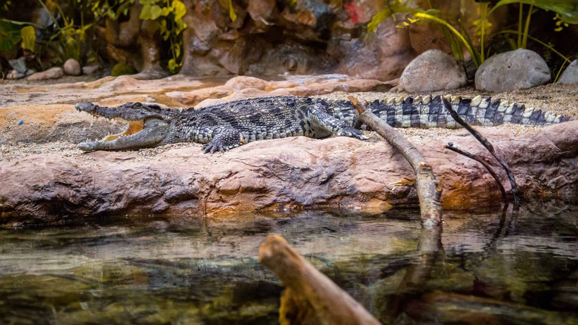 Cocodrilos de Siam