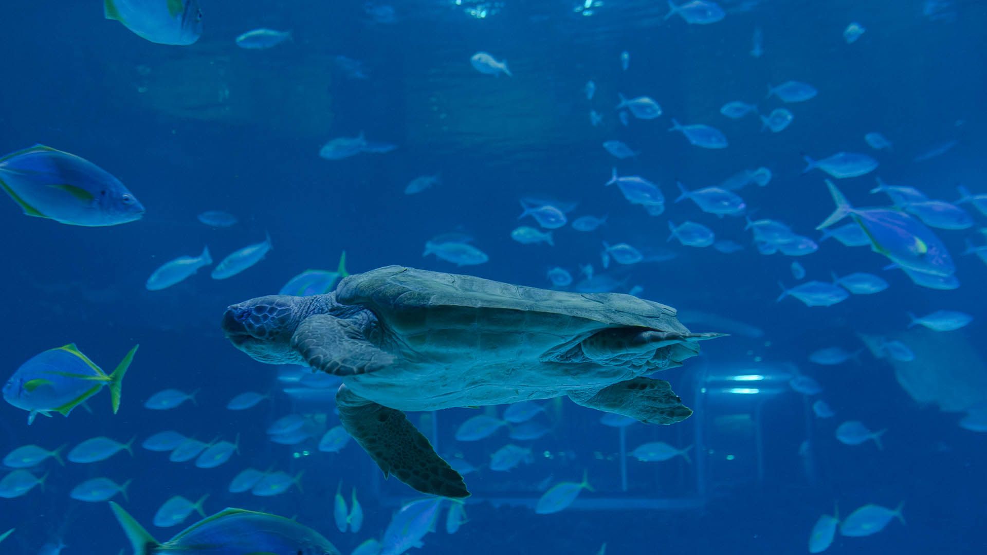 Loggerhead turtle Poema Del Mar Aquarium Gran Canaria