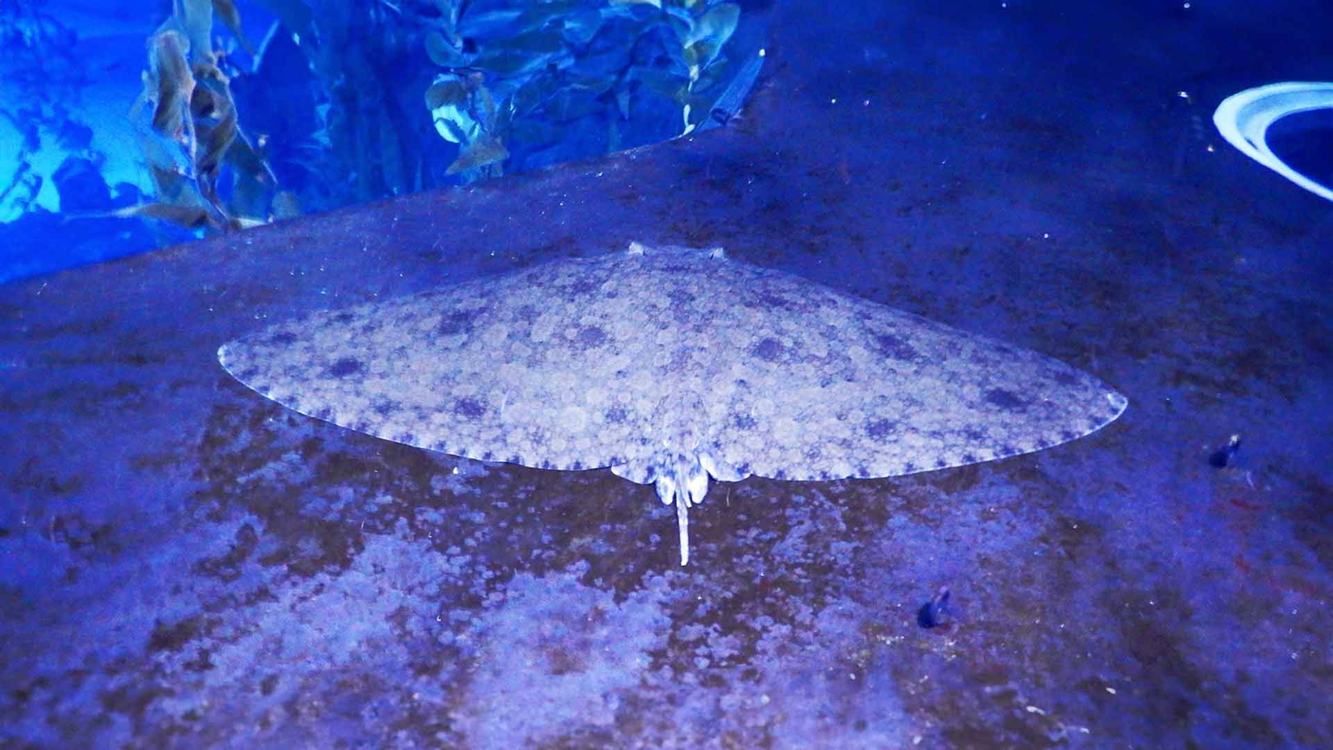 Spiny Butterfly Ray