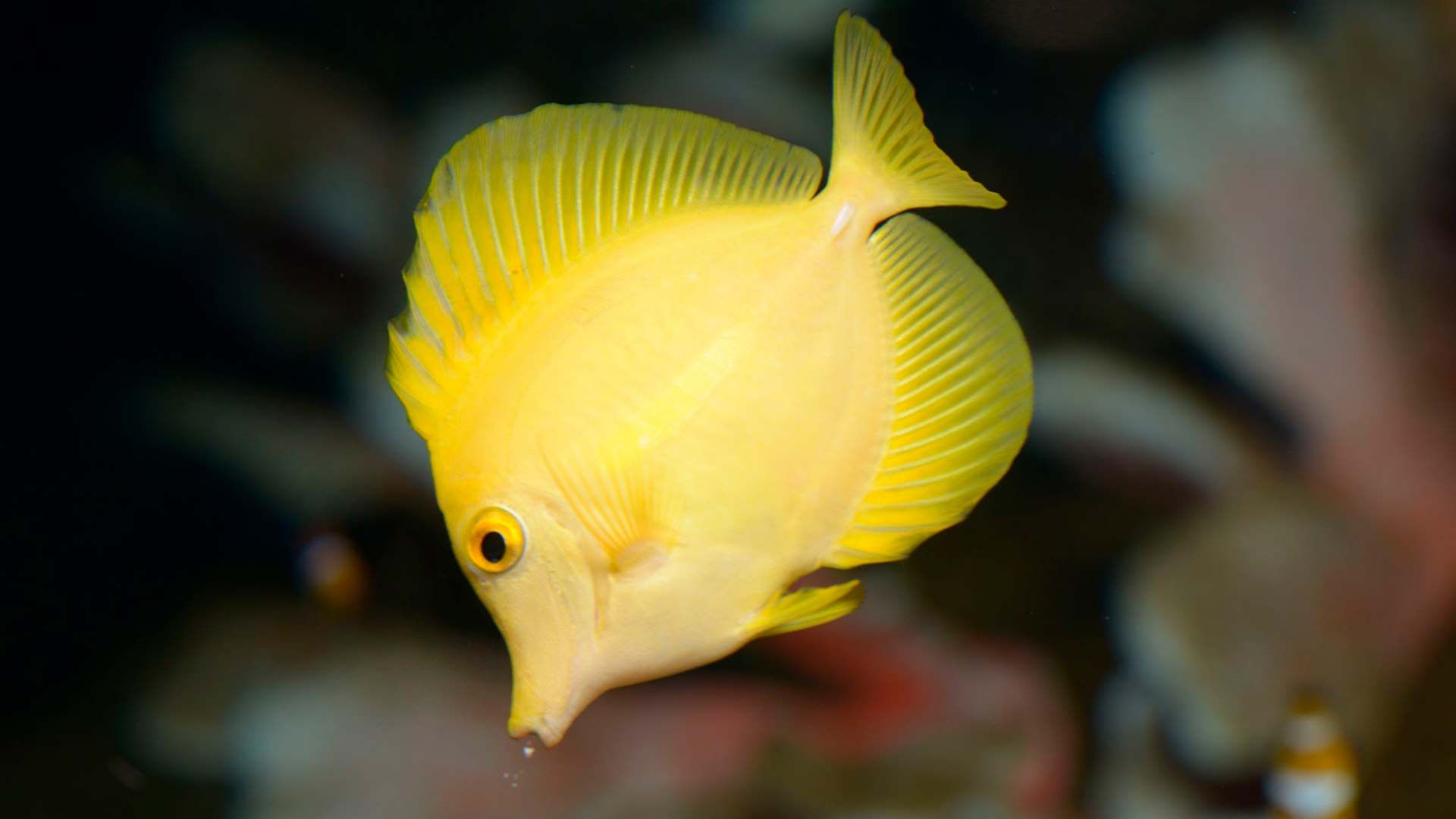 Yellow Sugeinfish