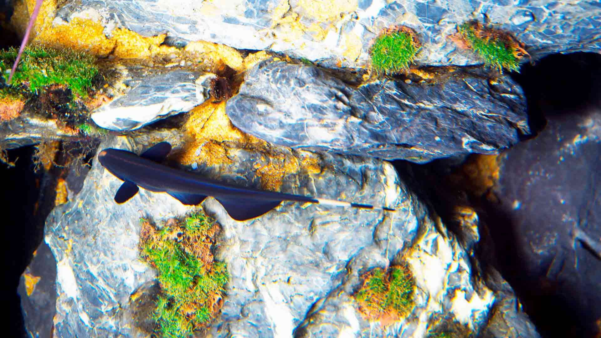 Black Ghost Knifefish