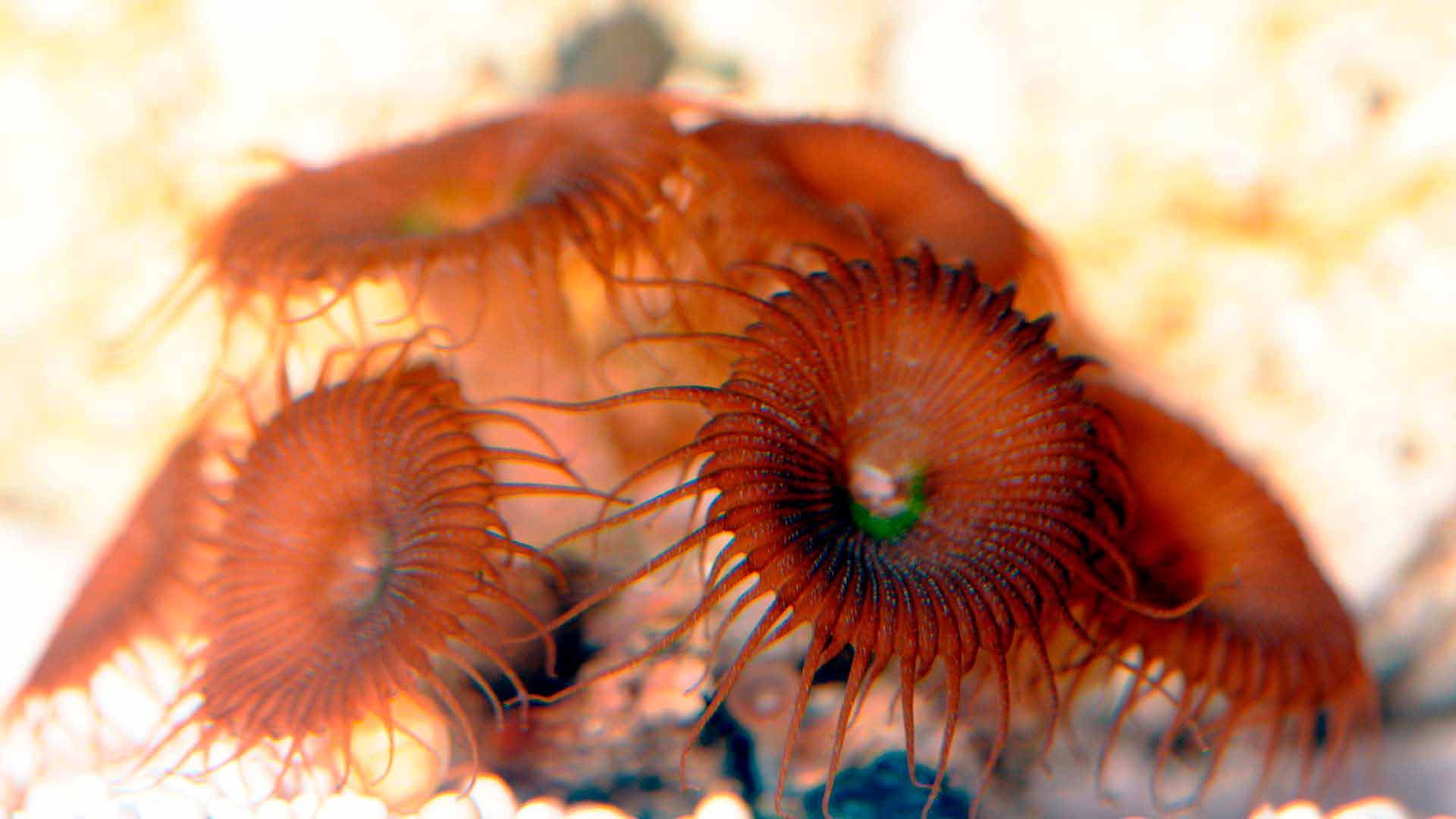 Coral Reef Polyps