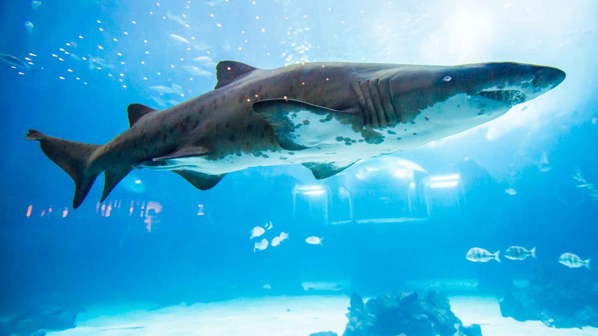 Sand Tiger Shark