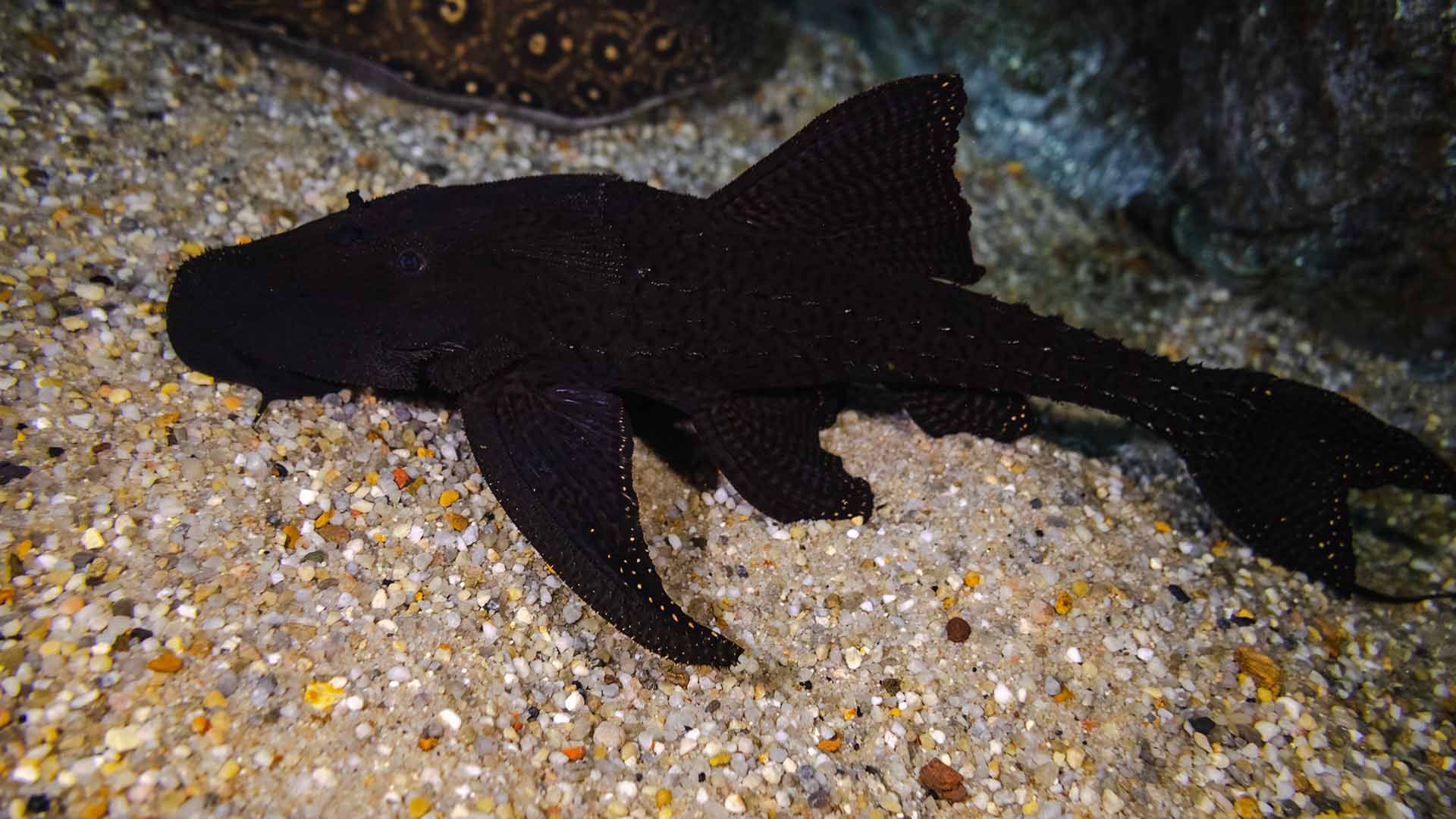 Pleco cola de lira punteado Poema del Mar Acuario Gran Canaria