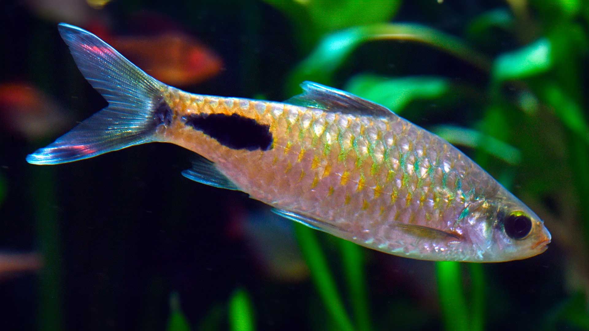 Schwarzfleckbarbe Poema del Mar Aquarium Gran Canaria