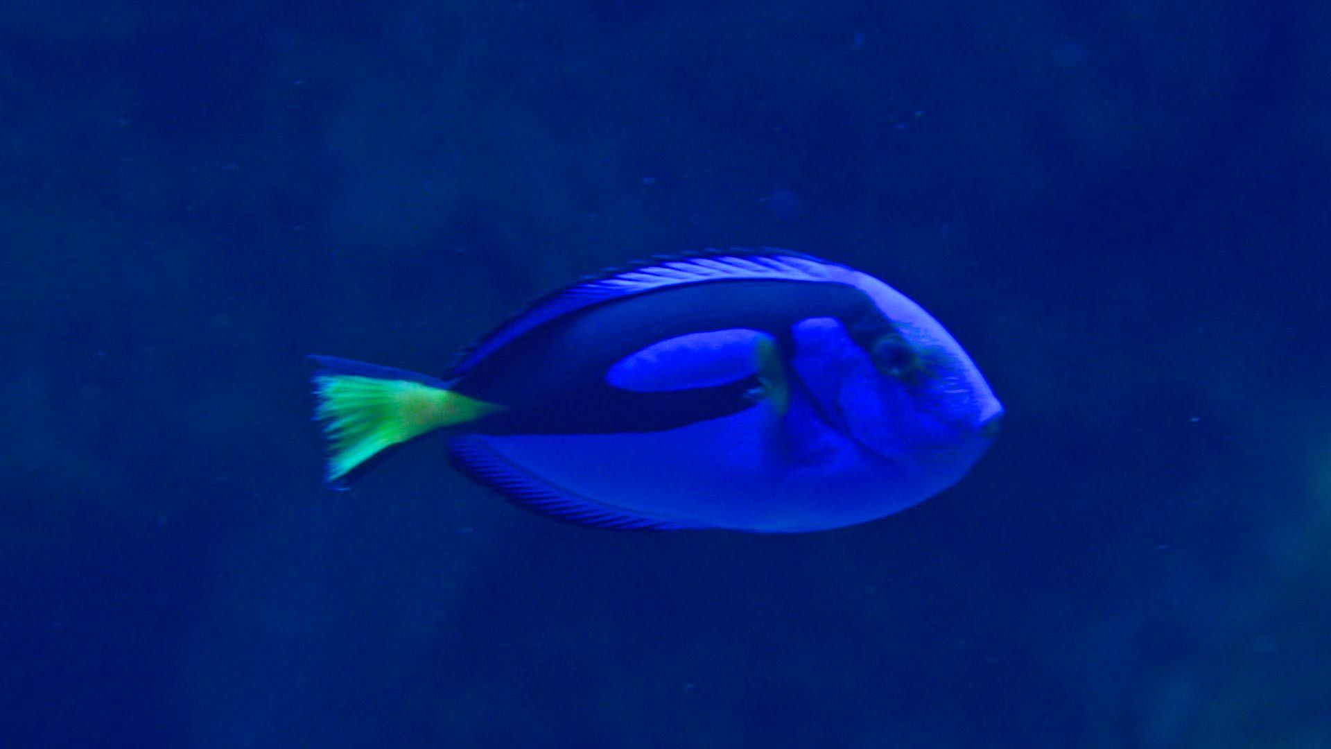 Regal Blue Tang