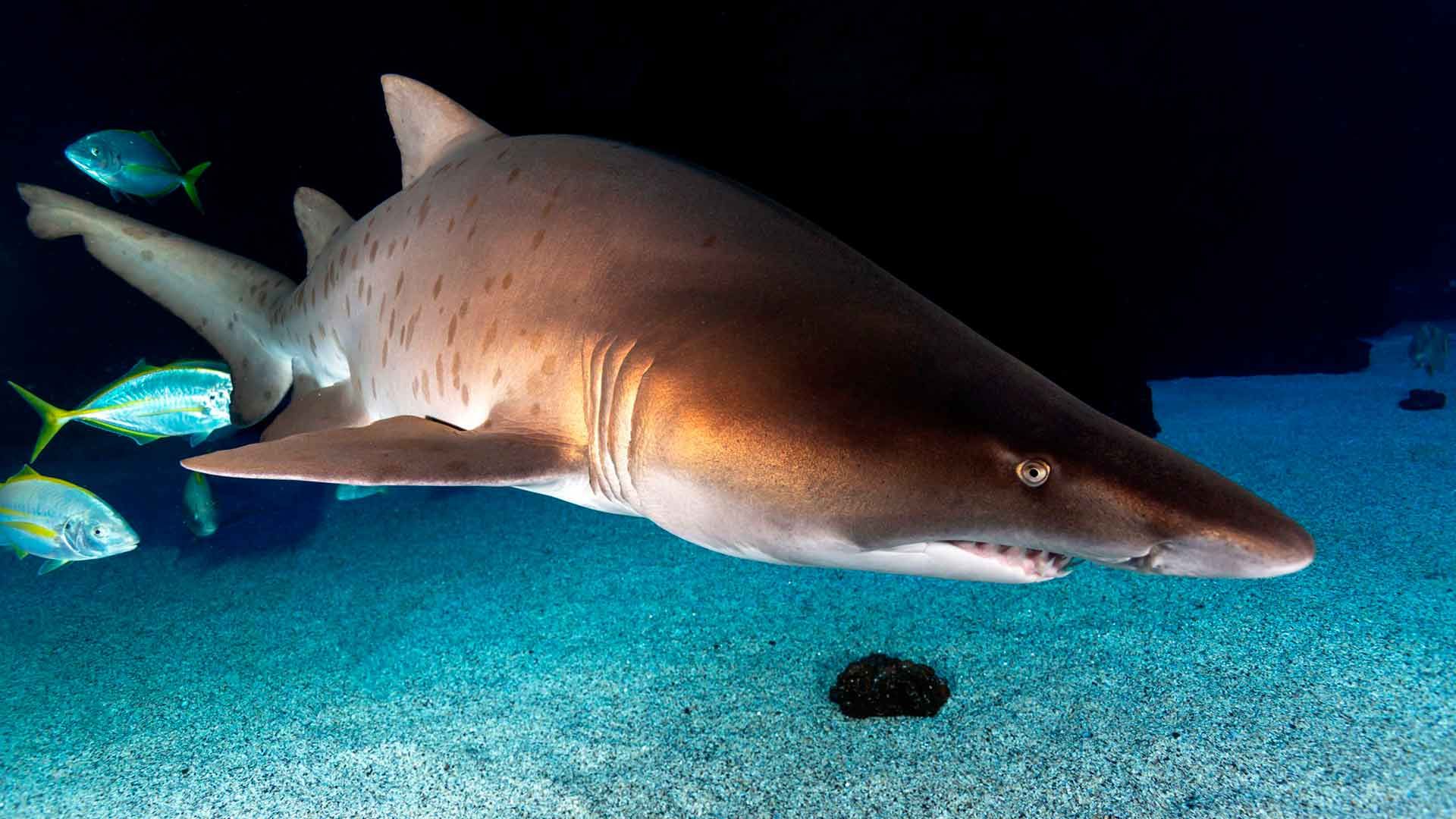 Tiburón Toro Bacota