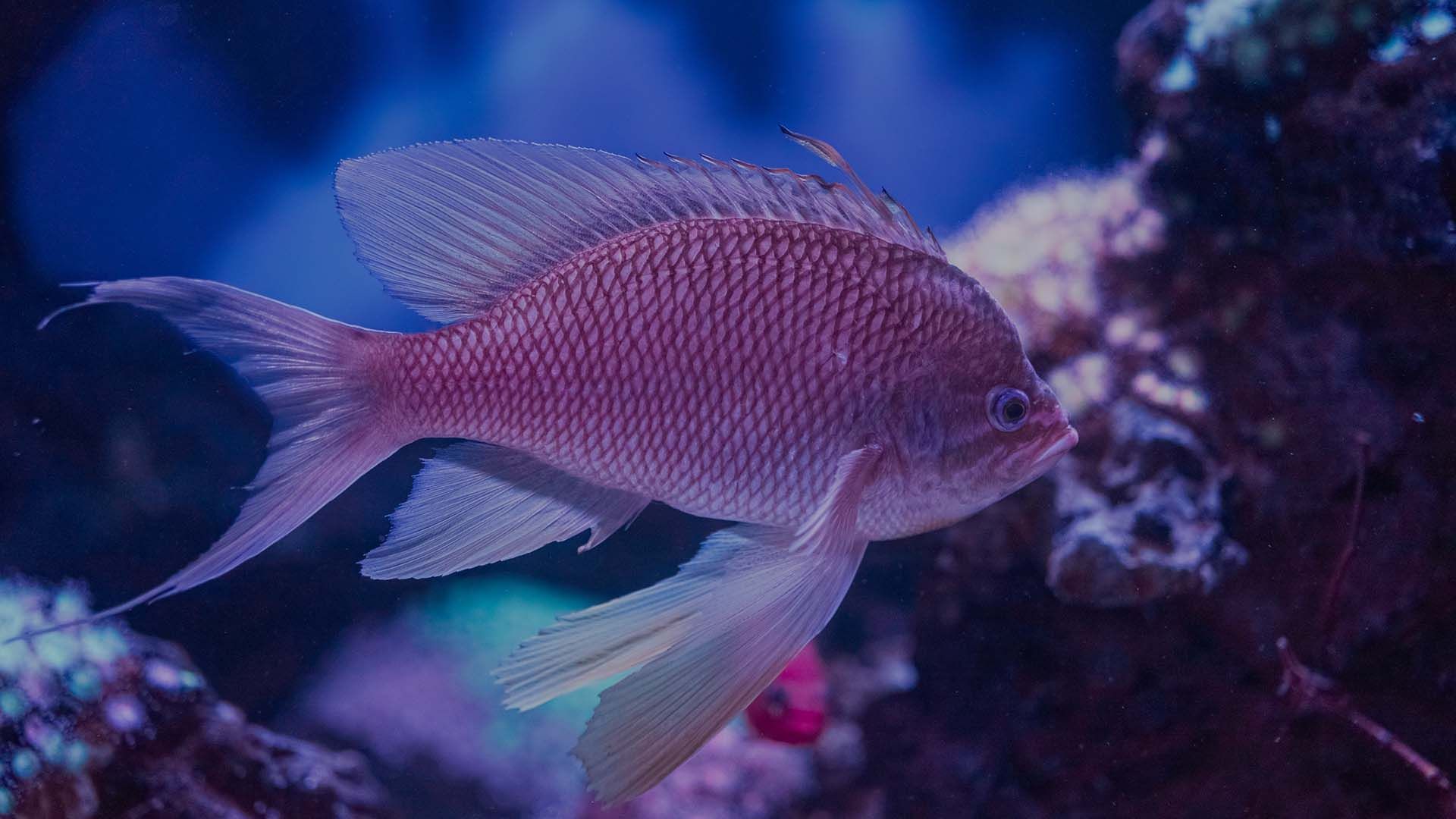 Tres colas Poema Del Mar Acuario Gran Canaria