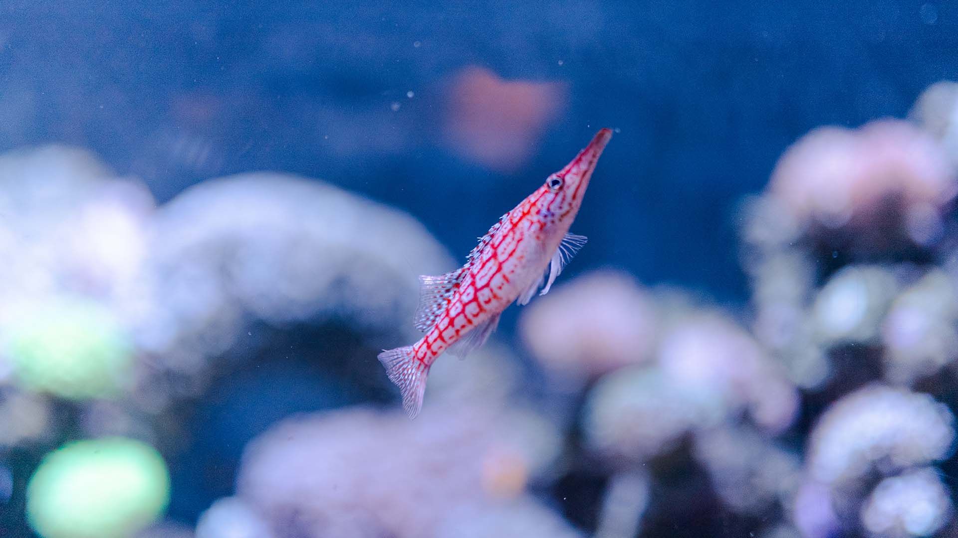 Langschnäuziger Korallenwächter Poema Del Mar Aquarium Gran Canaria