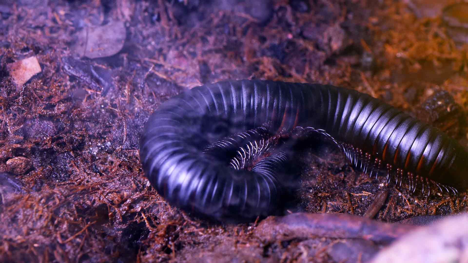 Giant African Millipede