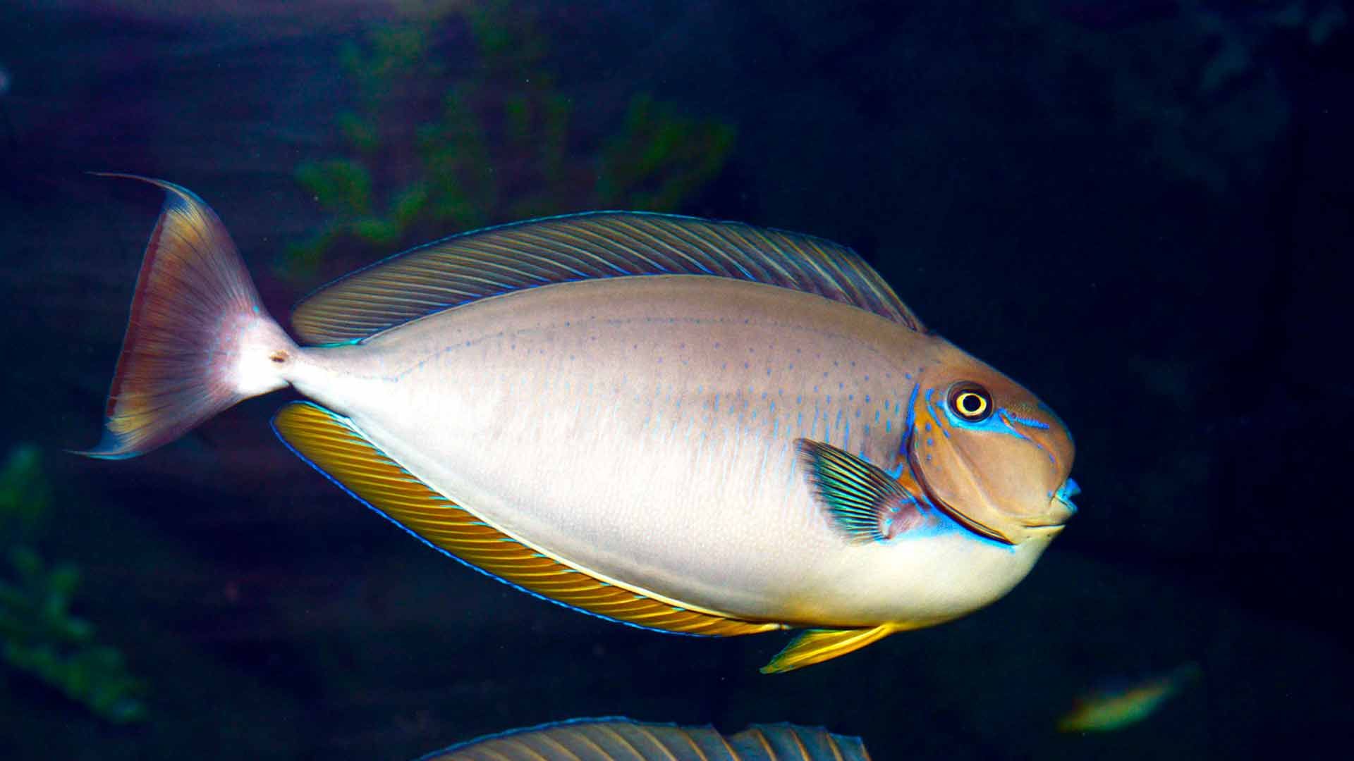 Vlamingni Surgeonfish