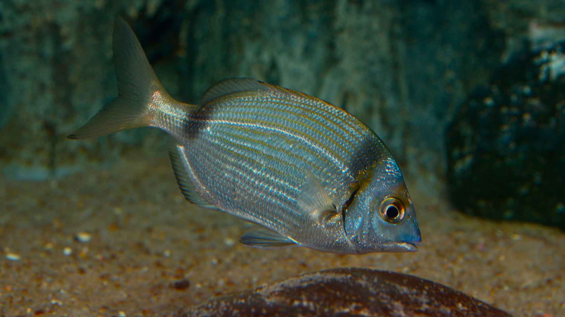 Two Banded Seabream