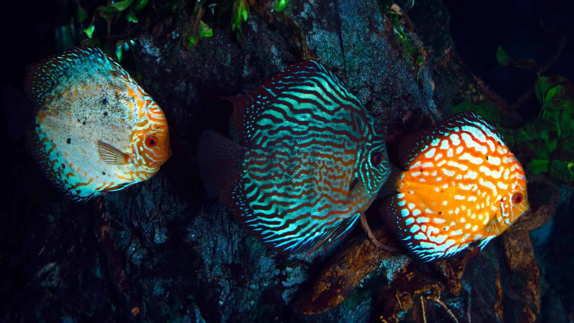 Discus Fish