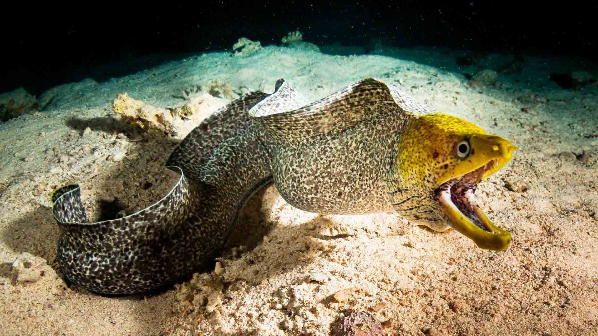 Fangtooth Moray Poema Del Mar Aquarium Gran Canaria