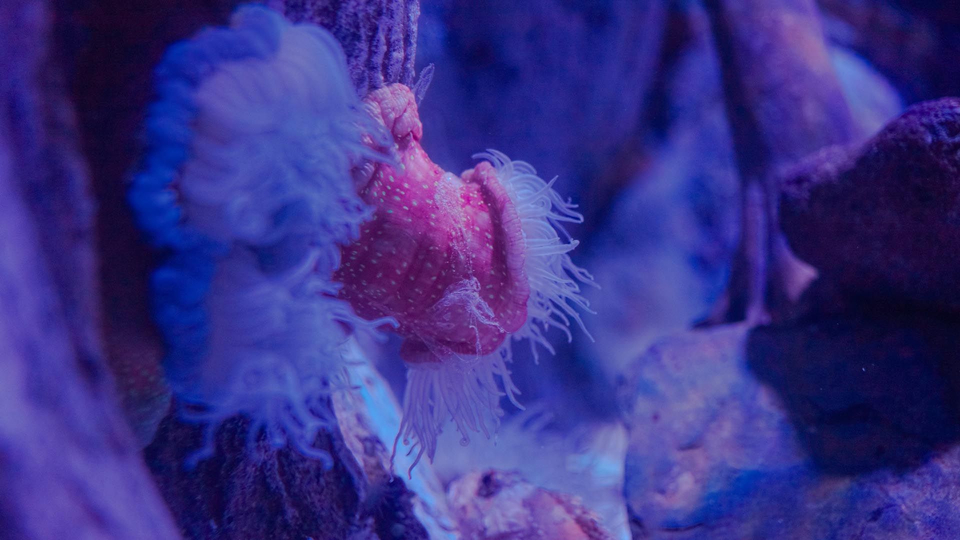 Anémona de fresa Poema Del Mar Acuario Gran Canaria