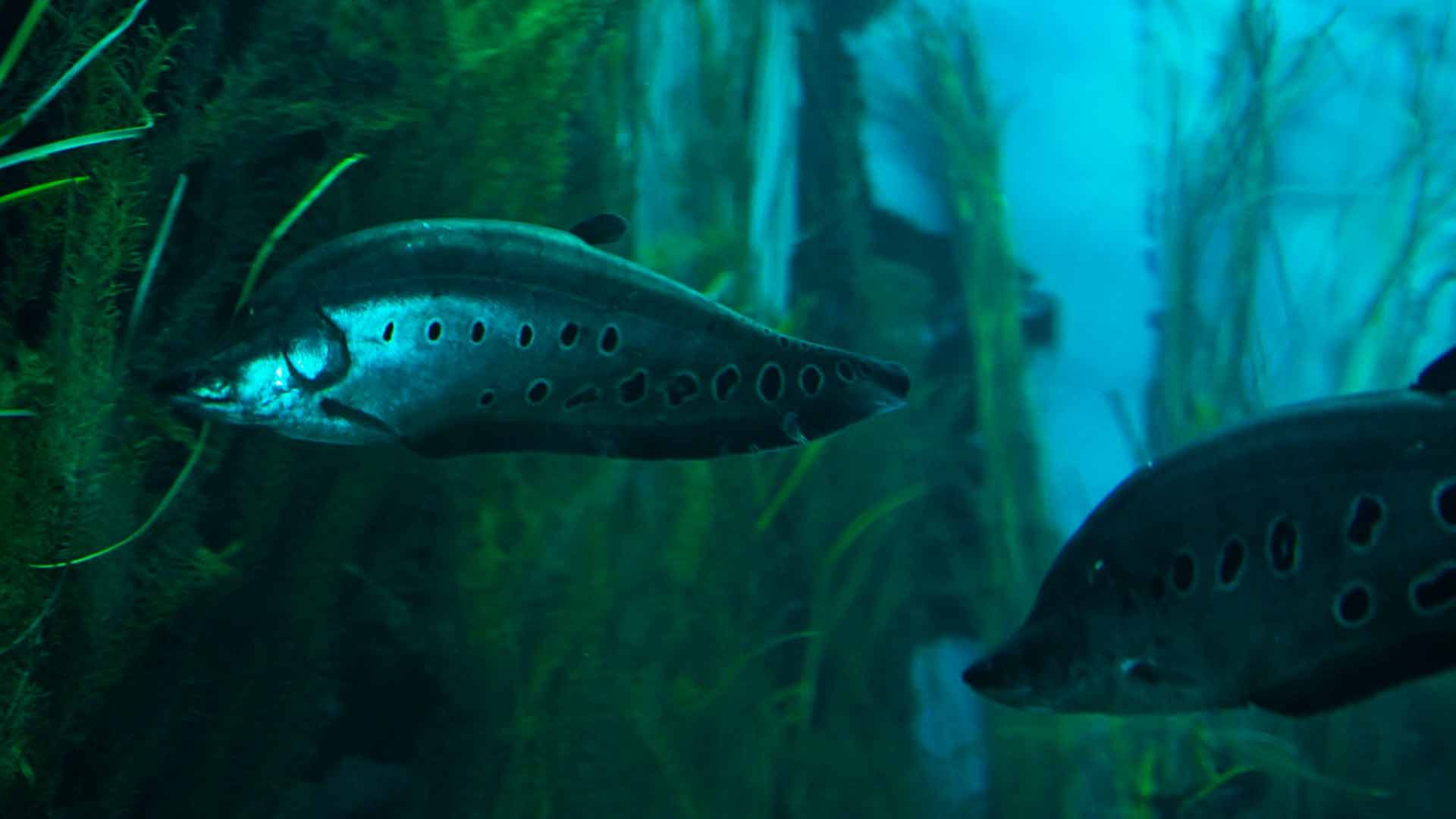 Knifefish