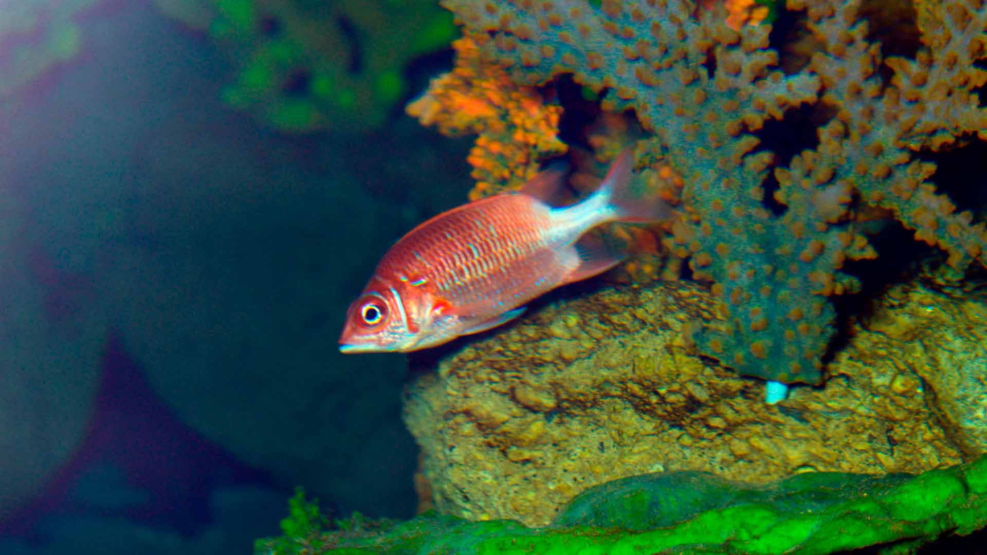 Silverspot Squirrelfish Poema del Mar Aquarium Gran Canaria