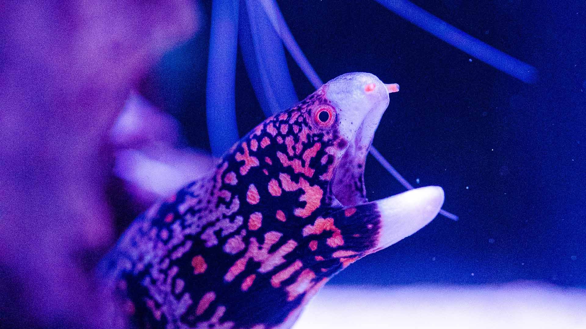 Starry moray Poema Del Mar Aquarium Gran Canaria