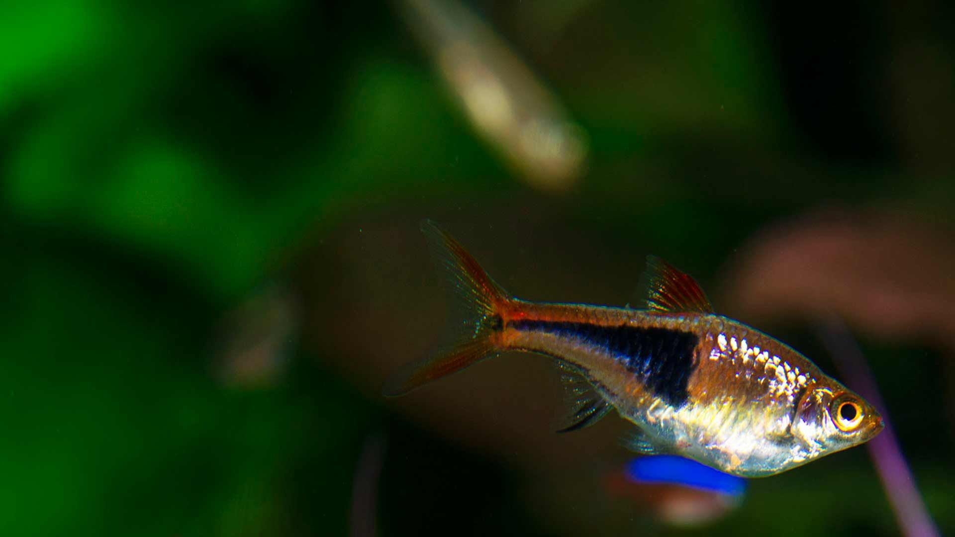 Haslequin Rasbora