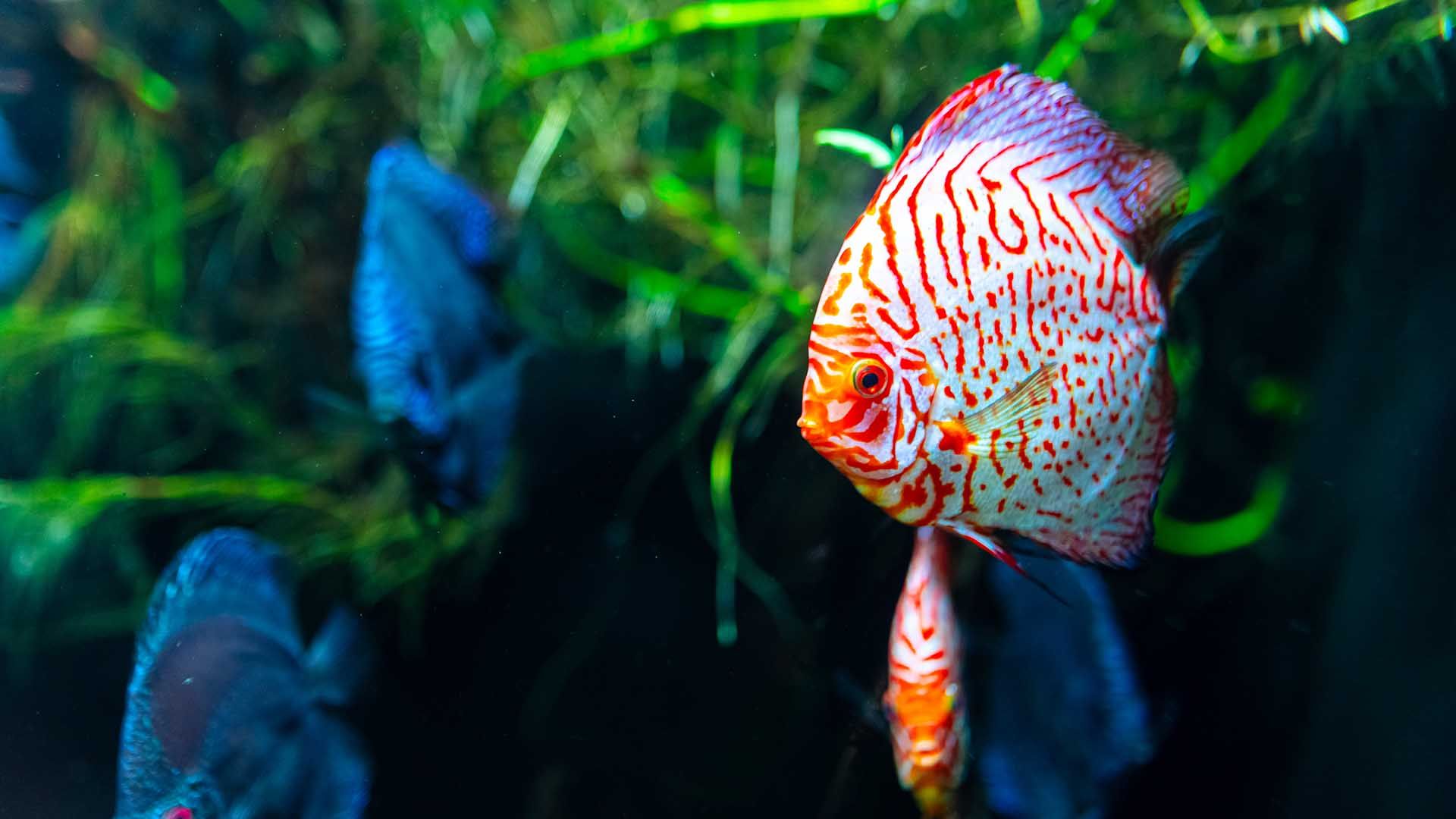 Diskusfisch Poema Del Mar Aquarium Gran Canaria