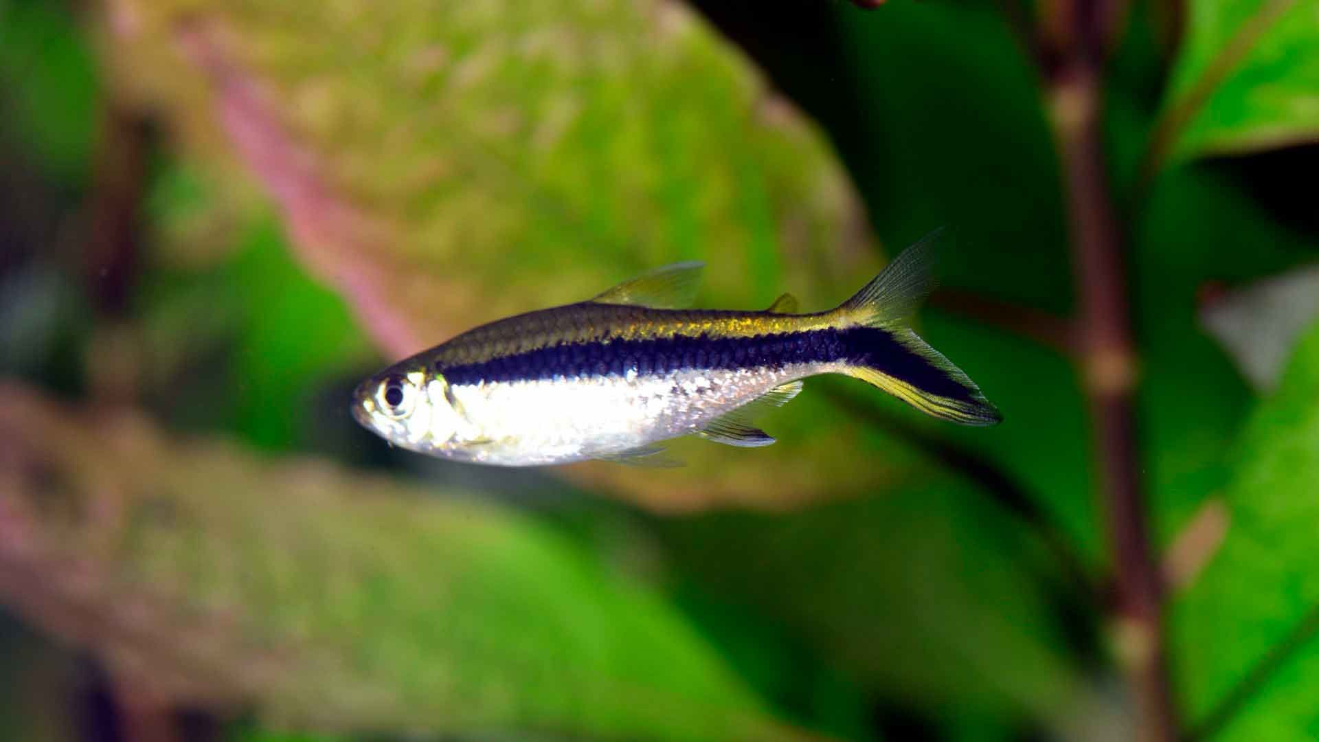 Schrägschwimmer Poema del Mar Aquarium Gran Canaria