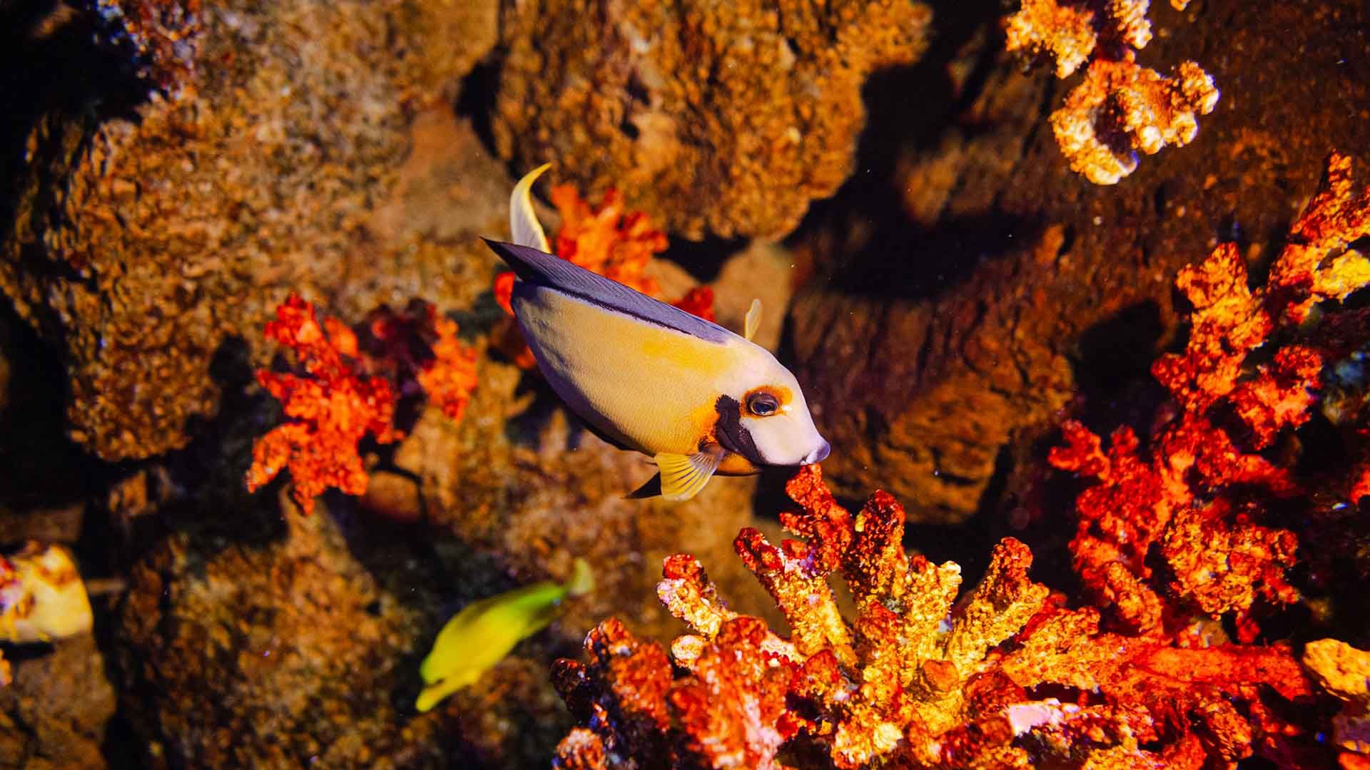 Chocolate surgeonfish Poema Del Mar Aquarium Gran Canaria