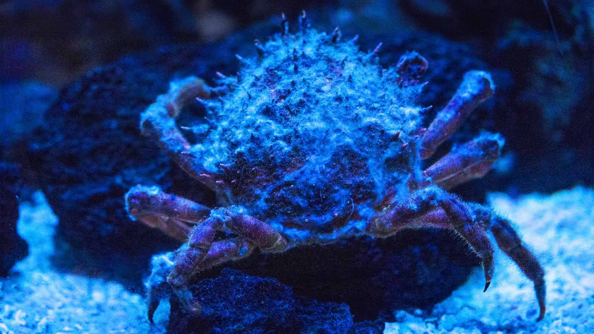 European Spider Crabs