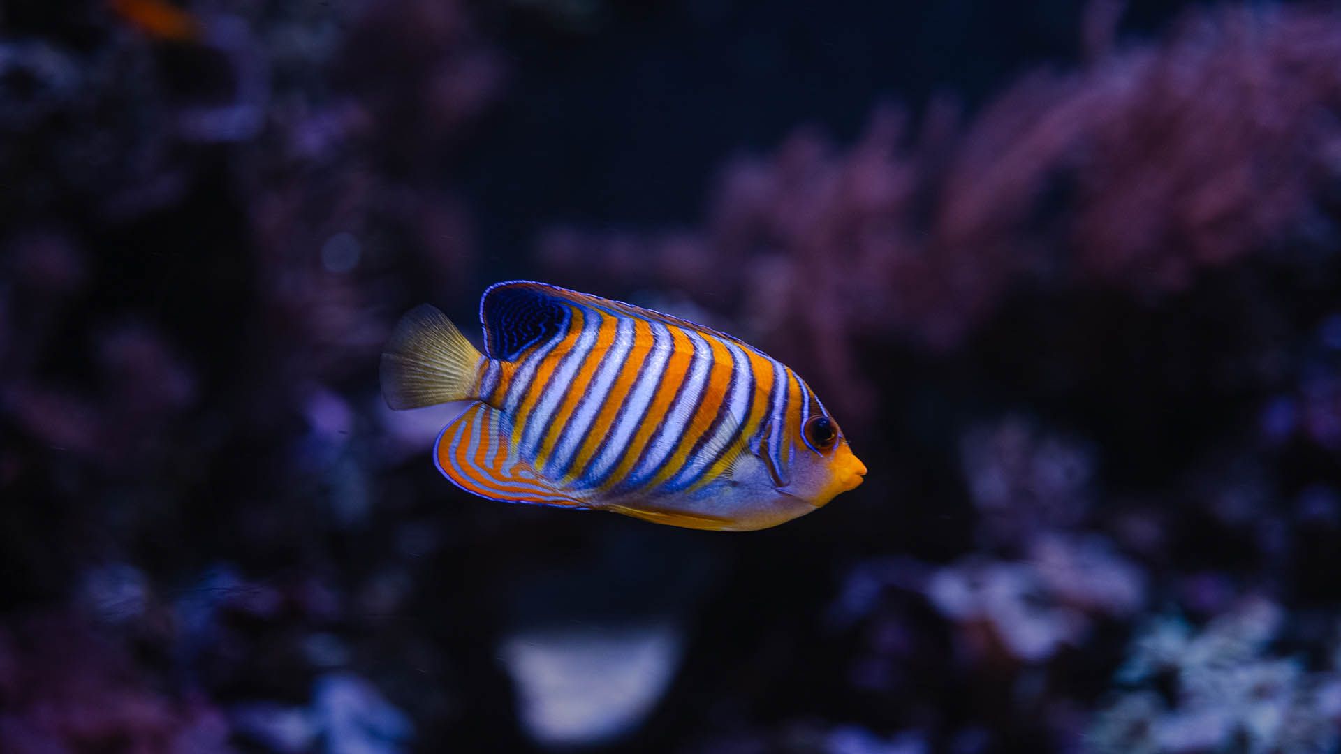 Regal angelfish Poema Del Mar Aquarium Gran Canaria