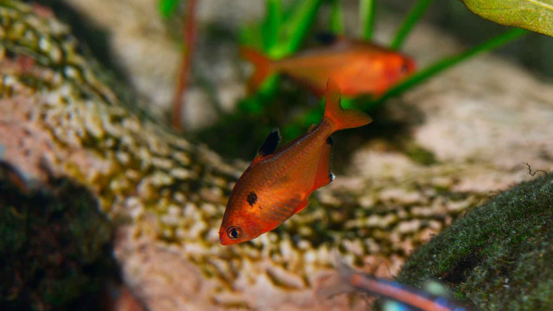 Tetra Rojo